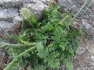 Maror 2: Tamekha — Wild Carrot Daucus gingidium